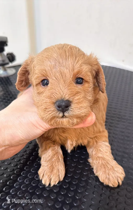 Mini – Miniature Goldendoodle puppy for sale in Queens, NY