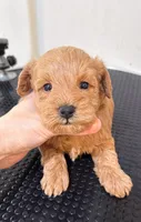 Mini, a male Miniature Goldendoodle for sale in Queens, NY – 1 of 1