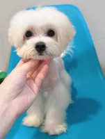 Happy, a male Maltese for sale in Queens, NY – Photo 1 of 2