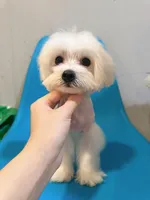 Happy, a male Maltese for sale in Queens, NY – Photo 2 of 2