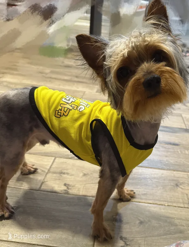 Toto – Yorkshire Terrier puppy for sale in Queens, NY
