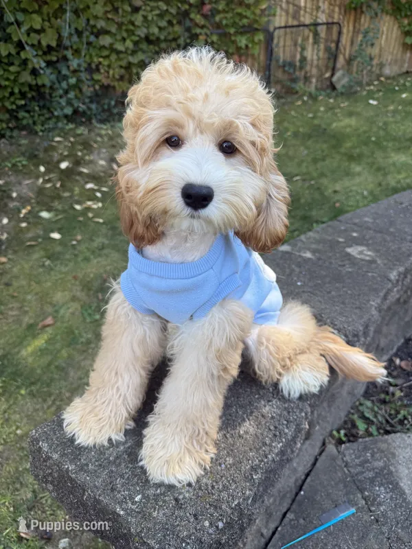 Tuna  – Cockapoo puppy for sale in Queens, NY