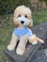 Tuna , a female Cockapoo for sale in Queens, NY – 1 of 1