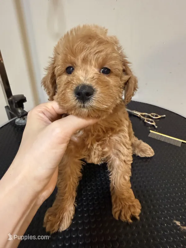 TT – Schnoodle puppy for sale in Queens, NY