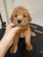 TT, a male Schnoodle for sale in Queens, NY – 1 of 1
