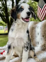 Hunter , a male Miniature Australian Shepherd and Miniature American Shepherd for sale in Bossier City, LA – 2 of 10