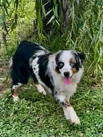 Sweat Potato , a female Miniature Australian Shepherd and Miniature American Shepherd for sale in Bossier City, LA – 2 of 10