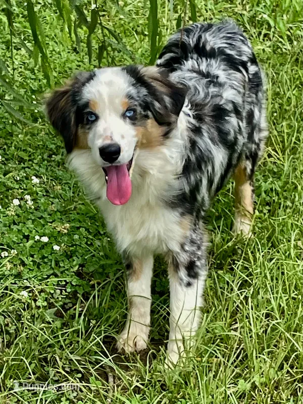 Hunter - Great family dog – Miniature Australian Shepherd, Miniature American Shepherd puppy for sale in Bossier City, LA