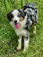 Hunter - Great family dog reduced price, a male Miniature Australian Shepherd and Miniature American Shepherd for sale in Bossier City, LA – 1 of 10