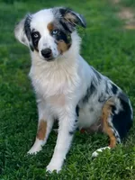 Sweat Potatoe, a female Miniature Australian Shepherd and Miniature American Shepherd for sale in Bossier City, LA – 2 of 10