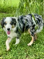 Hunter - Great family dog reduced price, a male Miniature Australian Shepherd and Miniature American Shepherd for sale in Bossier City, LA – 2 of 10