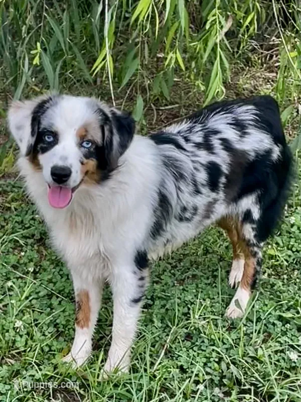 Sweat Potato  – Miniature Australian Shepherd, Miniature American Shepherd puppy for sale in Bossier City, LA