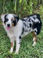 Sweat Potato , a female Miniature Australian Shepherd and Miniature American Shepherd for sale in Bossier City, LA – 1 of 10