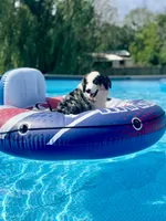 Hunter - Great back to school buddy, a male Miniature Australian Shepherd and Miniature American Shepherd for sale in Bossier City, LA – 1 of 10
