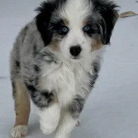 Hunter, a male Miniature Australian Shepherd and Miniature American Shepherd for sale in Bossier City, LA – Photo 6 of 9
