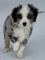 Hunter, a male Miniature Australian Shepherd and Miniature American Shepherd for sale in Bossier City, LA – Photo 2 of 6