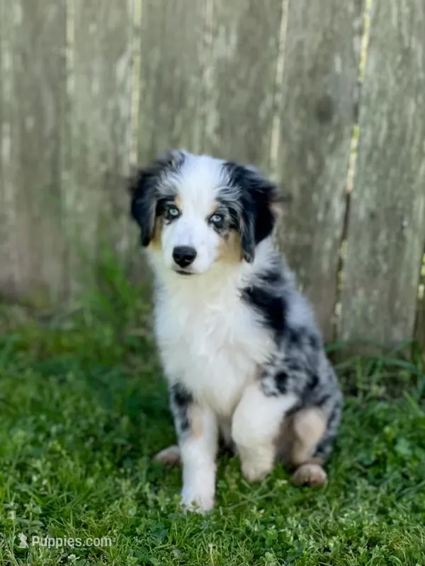 Hunter – Miniature Australian Shepherd, Miniature American Shepherd puppy for sale in Bossier City, LA