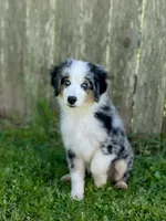Hunter, a male Miniature Australian Shepherd and Miniature American Shepherd for sale in Bossier City, LA – Photo 1 of 9