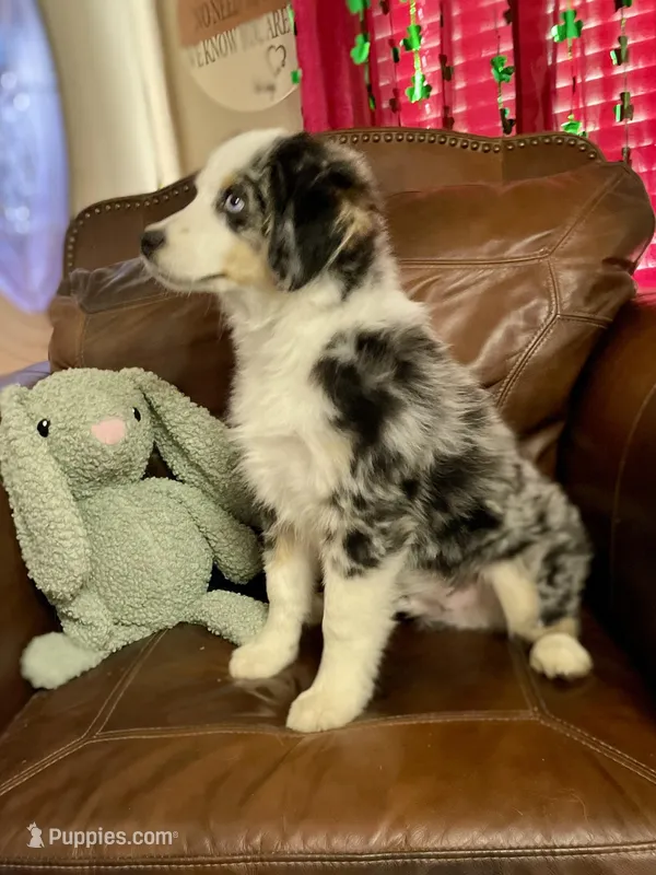 Hunter – Miniature Australian Shepherd, Miniature American Shepherd puppy for sale in Bossier City, LA