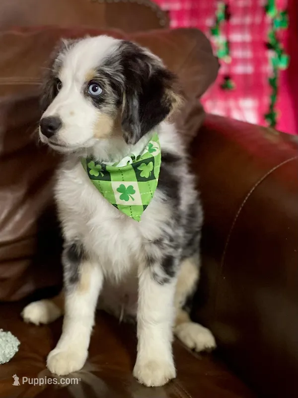 Hunter – Miniature Australian Shepherd, Miniature American Shepherd puppy for sale in Bossier City, LA
