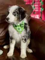 Hunter, a male Miniature Australian Shepherd and Miniature American Shepherd for sale in Bossier City, LA – Photo 3 of 9