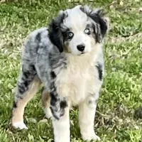 Hunter, a male Miniature Australian Shepherd and Miniature American Shepherd for sale in Bossier City, LA – Photo 9 of 9