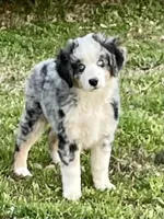 Hunter, a male Miniature Australian Shepherd and Miniature American Shepherd for sale in Bossier City, LA – Photo 5 of 6