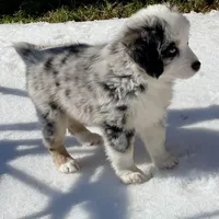 Hunter, a male Miniature Australian Shepherd and Miniature American Shepherd for sale in Bossier City, LA – Photo 8 of 9