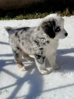 Hunter, a male Miniature Australian Shepherd for sale in Bossier City, LA – Photo 2 of 3