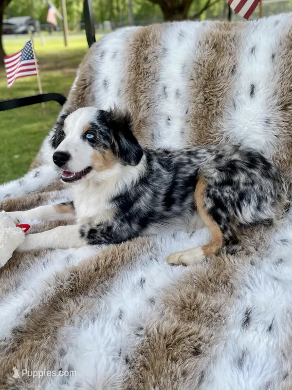 Hunter  – Miniature Australian Shepherd, Miniature American Shepherd puppy for sale in Bossier City, LA