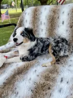 Hunter : Reduced price, a male Miniature Australian Shepherd and Miniature American Shepherd for sale in Bossier City, LA – Photo 2 of 10