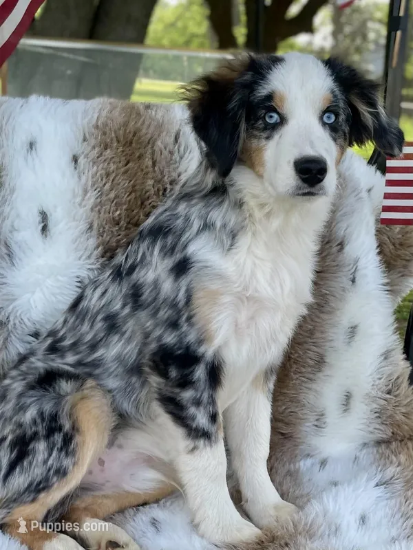 Hunter – Miniature Australian Shepherd, Miniature American Shepherd puppy for sale in Bossier City, LA