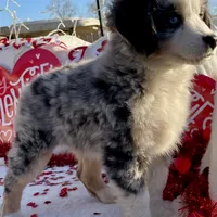 Hunter, a male Miniature Australian Shepherd and Miniature American Shepherd for sale in Bossier City, LA – Photo 5 of 9