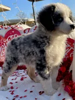 Hunter, a male Miniature Australian Shepherd and Miniature American Shepherd for sale in Bossier City, LA – Photo 3 of 6