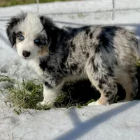 Hunter, a male Miniature Australian Shepherd and Miniature American Shepherd for sale in Bossier City, LA – Photo 7 of 9