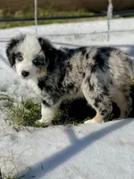 Hunter, a male Miniature Australian Shepherd for sale in Bossier City, LA – Photo 3 of 3