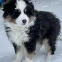 Pumpkin - Toy Aussie, a female Miniature Australian Shepherd and Miniature American Shepherd for sale in Bossier City, LA – Photo 8 of 10