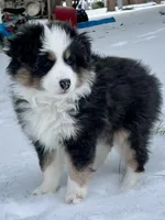 Pumpkin , a female Miniature Australian Shepherd for sale in Bossier City, LA – Photo 2 of 3