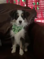 Pumpkin - Toy Aussie, a female Miniature Australian Shepherd and Miniature American Shepherd for sale in Bossier City, LA – Photo 4 of 10