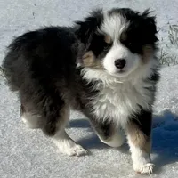 Pumpkin - Toy Aussie, a female Miniature Australian Shepherd and Miniature American Shepherd for sale in Bossier City, LA – Photo 7 of 10
