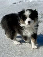 Pumpkin , a female Miniature Australian Shepherd for sale in Bossier City, LA – Photo 1 of 3