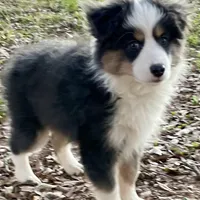 Pumpkin - Toy Aussie, a female Miniature Australian Shepherd and Miniature American Shepherd for sale in Bossier City, LA – Photo 5 of 10