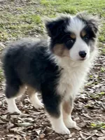Pumpkin , a female Miniature Australian Shepherd and Miniature American Shepherd for sale in Bossier City, LA – Photo 4 of 6