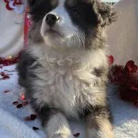 Pumpkin - Toy Aussie, a female Miniature Australian Shepherd and Miniature American Shepherd for sale in Bossier City, LA – Photo 9 of 10