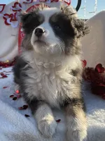 Pumpkin , a female Miniature Australian Shepherd and Miniature American Shepherd for sale in Bossier City, LA – Photo 2 of 6