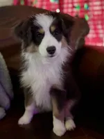Pumpkin - Toy Aussie, a female Miniature Australian Shepherd and Miniature American Shepherd for sale in Bossier City, LA – Photo 1 of 10