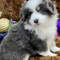 Pumpkin - Toy Aussie, a female Miniature Australian Shepherd and Miniature American Shepherd for sale in Bossier City, LA – Photo 10 of 10