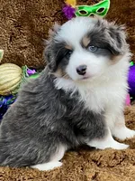 Pumpkin , a female Miniature Australian Shepherd for sale in Bossier City, LA – Photo 3 of 3