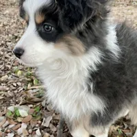 Pumpkin - Toy Aussie, a female Miniature Australian Shepherd and Miniature American Shepherd for sale in Bossier City, LA – Photo 6 of 10