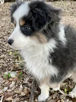 Pumpkin , a female Miniature Australian Shepherd and Miniature American Shepherd for sale in Bossier City, LA – Photo 5 of 6